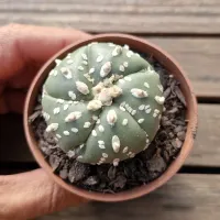 Astrophytum asterias cv. 'Goryo Kabuto' (Five Ribs) (único - Vaso7)