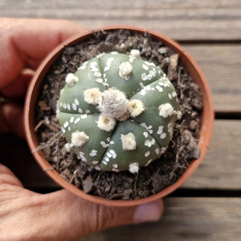Astrophytum asterias cv. 