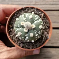 Astrophytum asterias cv. 'Goryo Kabuto' (Five Ribs) (único - Vaso7)