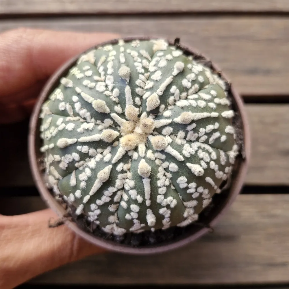 Astrophytum asterias cv. 