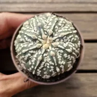 Astrophytum asterias cv. 'Hanazono' (único- vaso7) - Foto 2