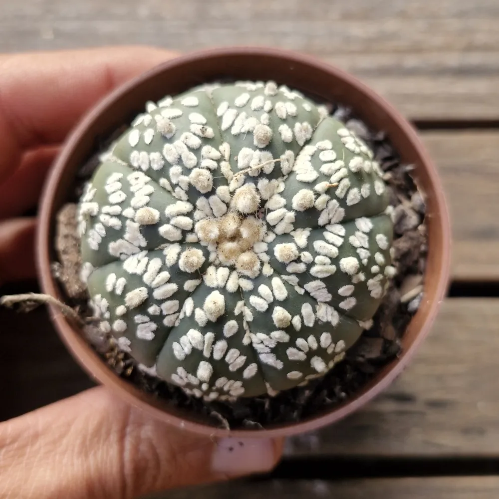 Astrophytum asterias cv. 