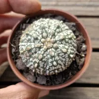 Astrophytum asterias cv. 'Hanazono' (único- vaso7) - Foto 2