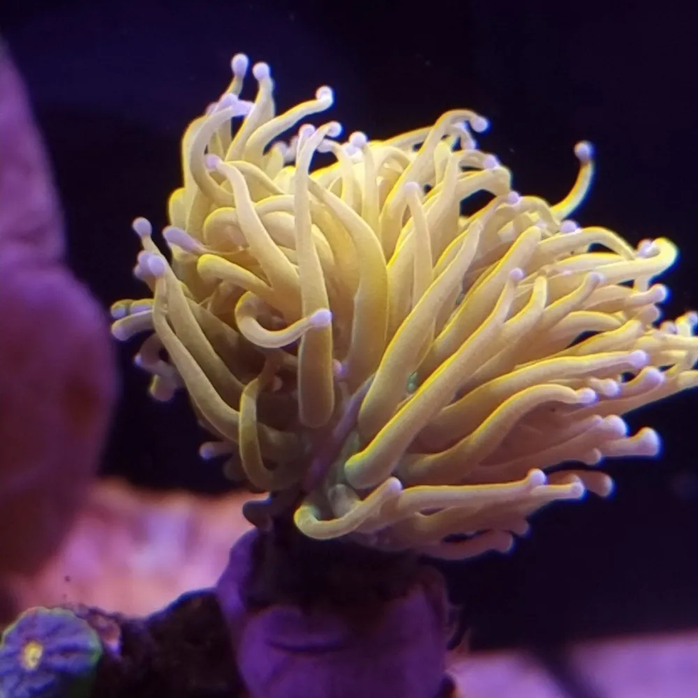 Banana Torch 