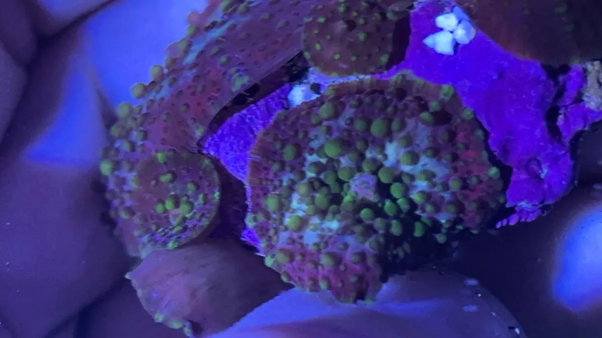 Mushroom bounce circlus yellow 