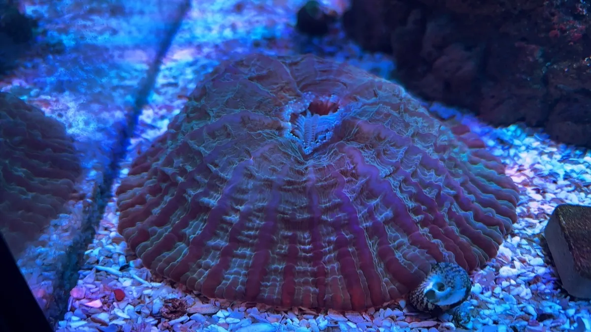 Acanthophyllia de manto 