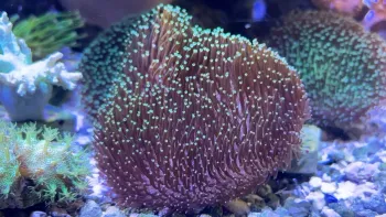 Leather Toadstoll Green