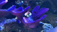Colospongia Auris 