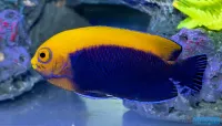 Centropig 